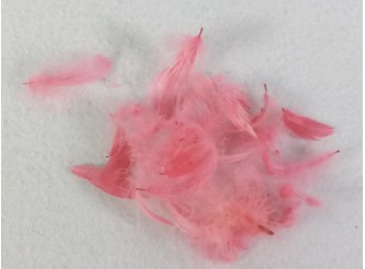Перья  6-7 см/ цвет розовый (20шт)